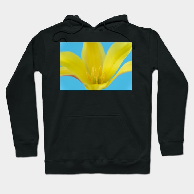 Tulipa kolpakowskiana AGM Kolpakowsky&#39;s tulip Miscellaneous tulip Hoodie by chrisburrows